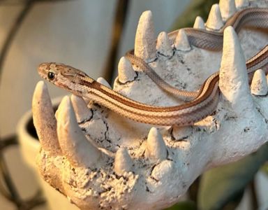 Маїсовий полоз морфи Caramel Tessera Motley, самка