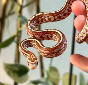 Маїсовий полоз морфи Hypo Tessera, самець