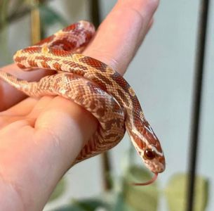 Маїсовий полоз Ultramel Okeetee