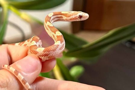 Маїсовий полоз мофри Golddust, самець