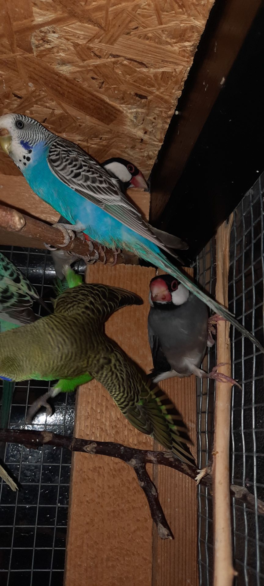 Зеброві амадіни, рисові амадіни