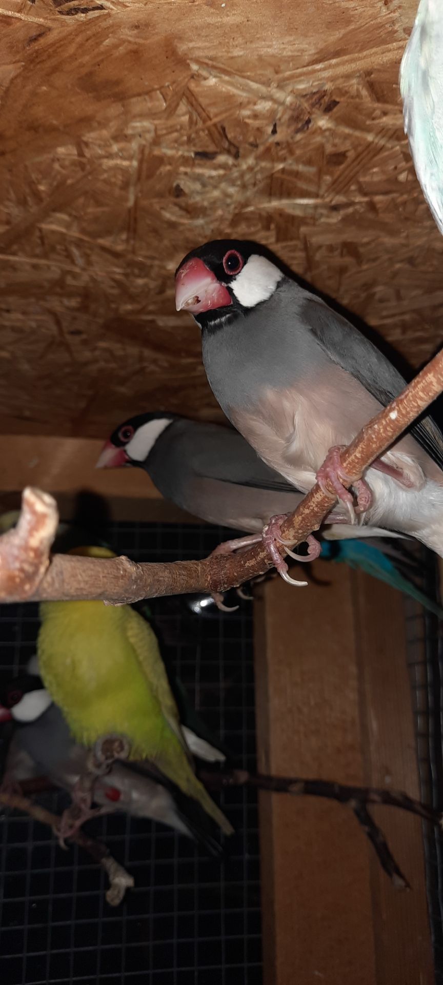 Зеброві амадіни, рисові амадіни