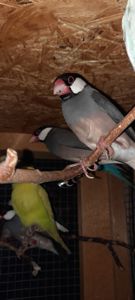 Зеброві амадіни, рисові амадіни