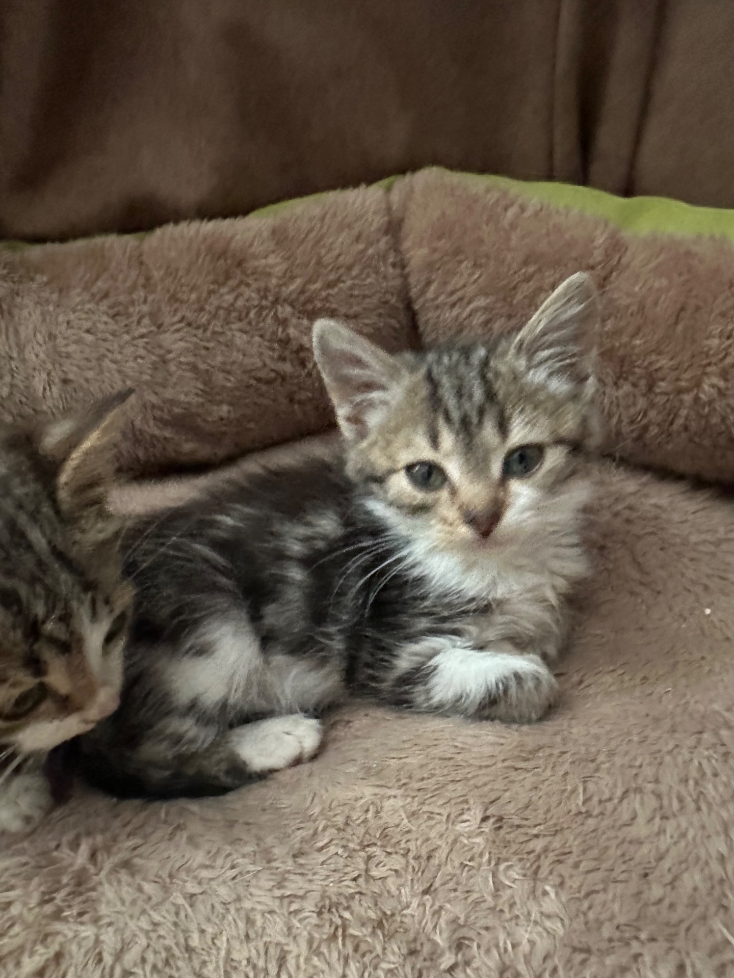 Шукає господарів!