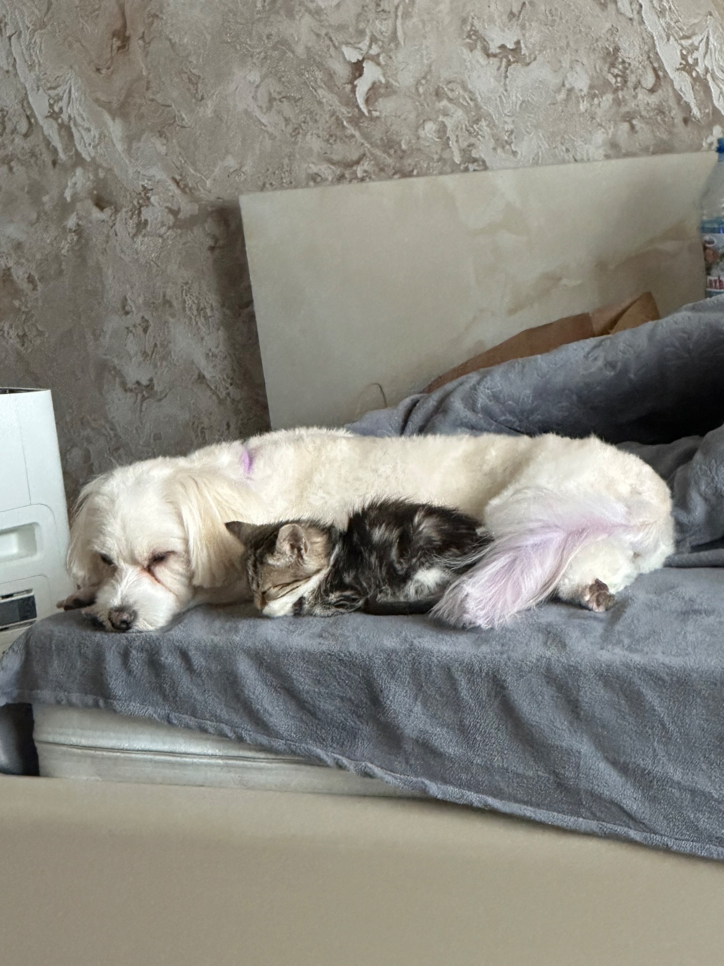 Шукає господарів!