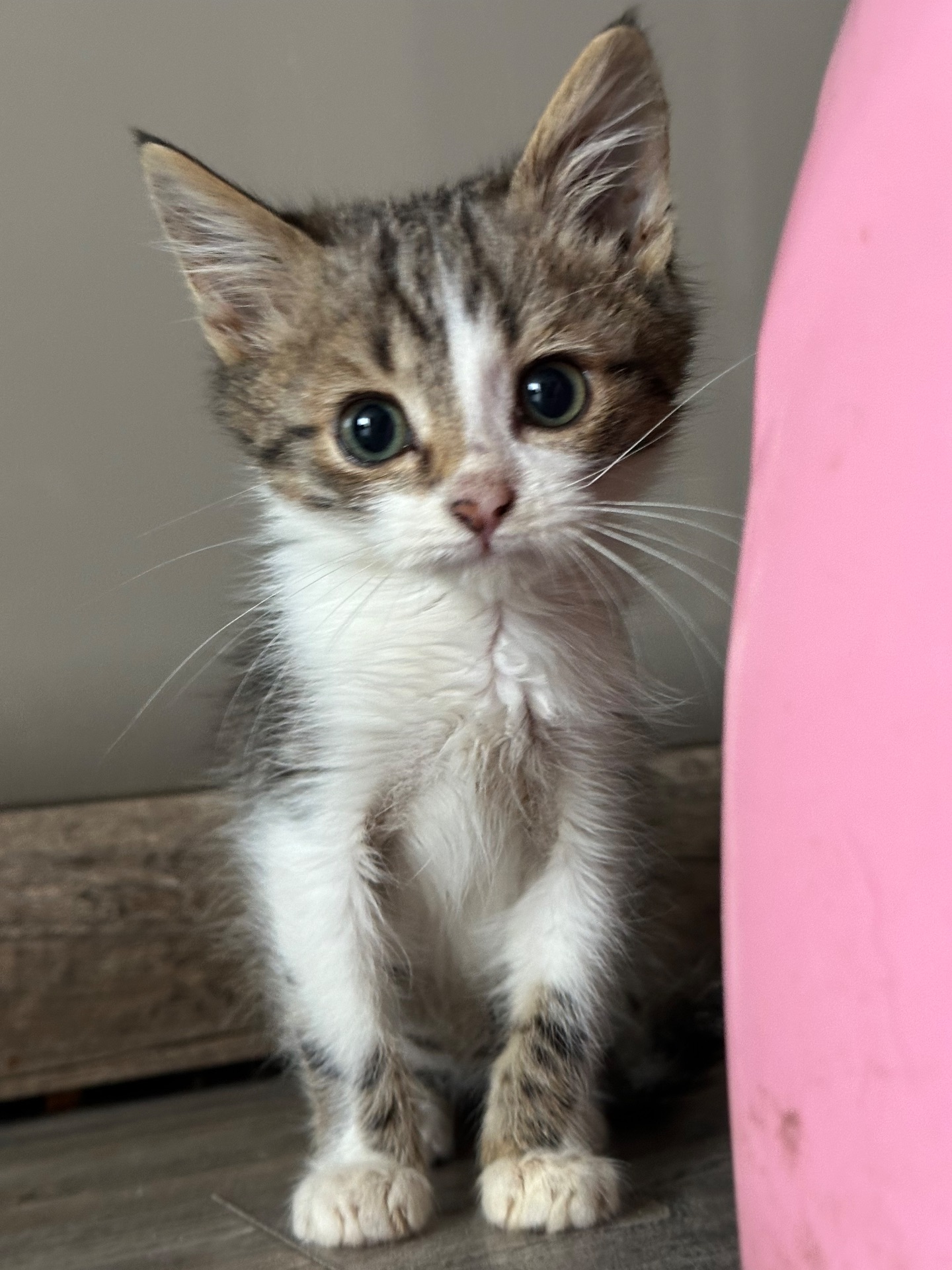 Хлопчику потрібен дім!