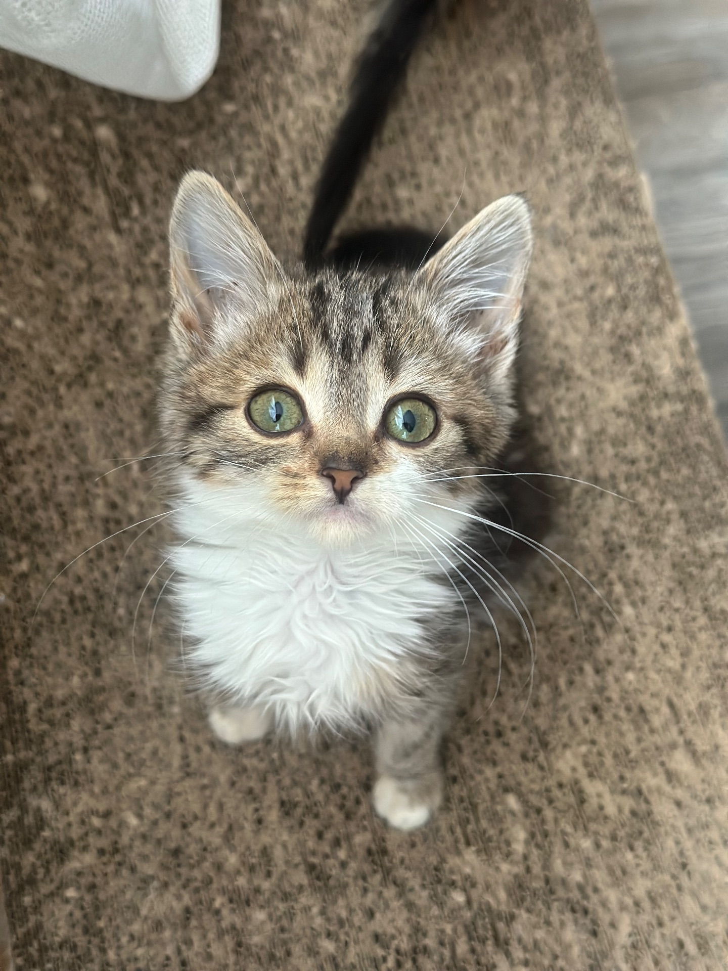 Шукає господарів!