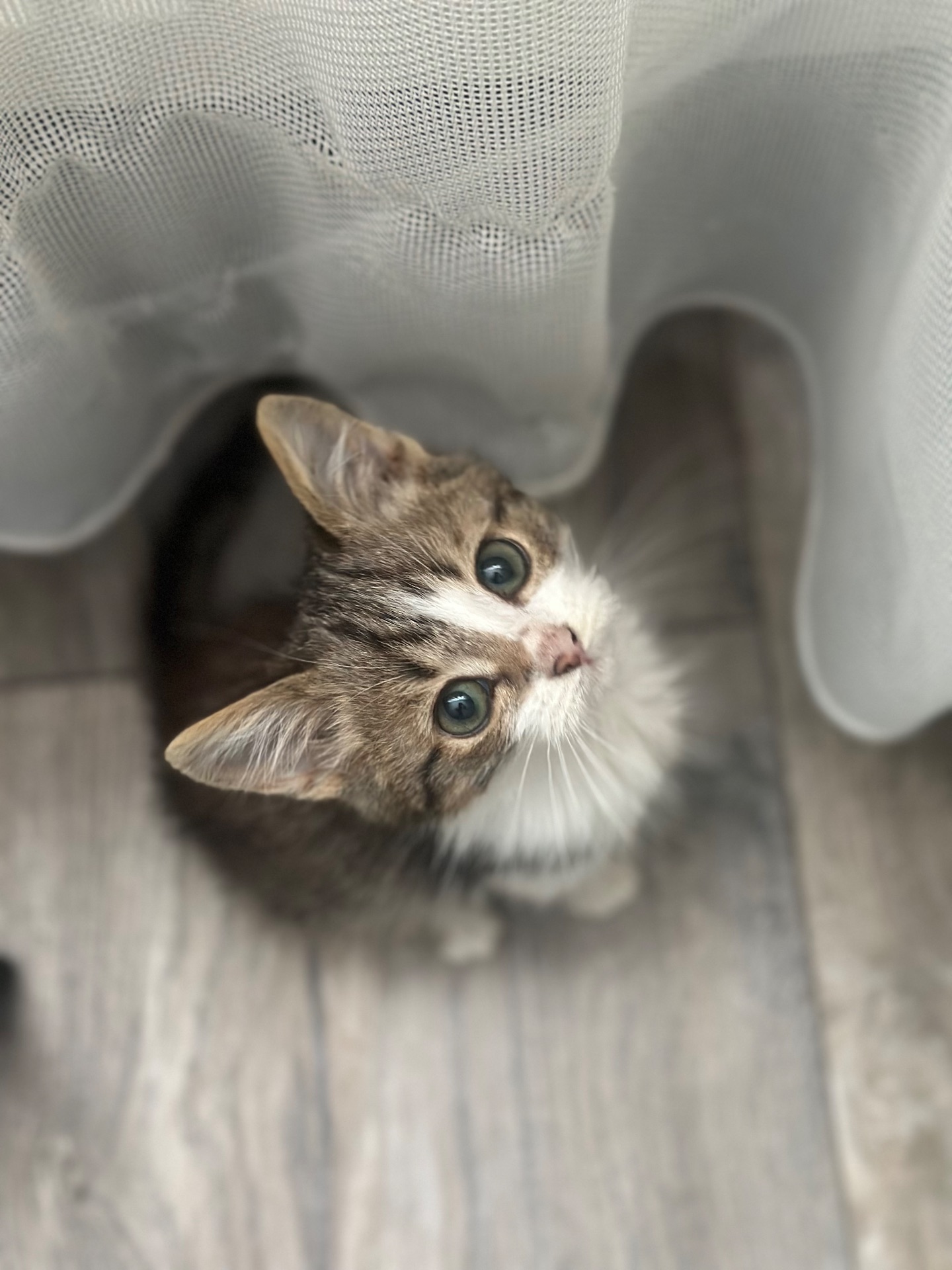 Хлопчику потрібен дім!