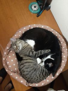 кошеня Тоня