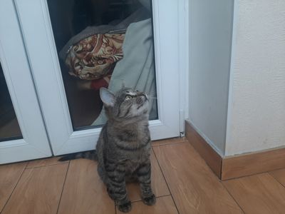 кошеня Тоня