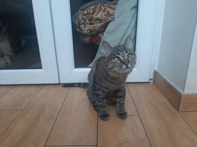 кошеня Тоня