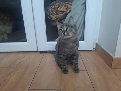 кошеня Тоня