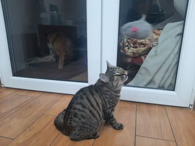 кошеня Тоня