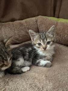 Шукає господарів!