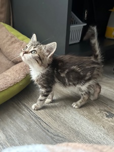 Шукає господарів!