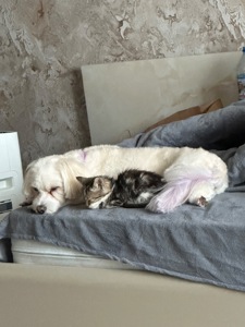 Шукає господарів!