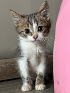 Хлопчику потрібен дім!