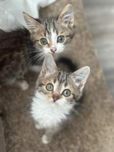 Хлопчику потрібен дім!