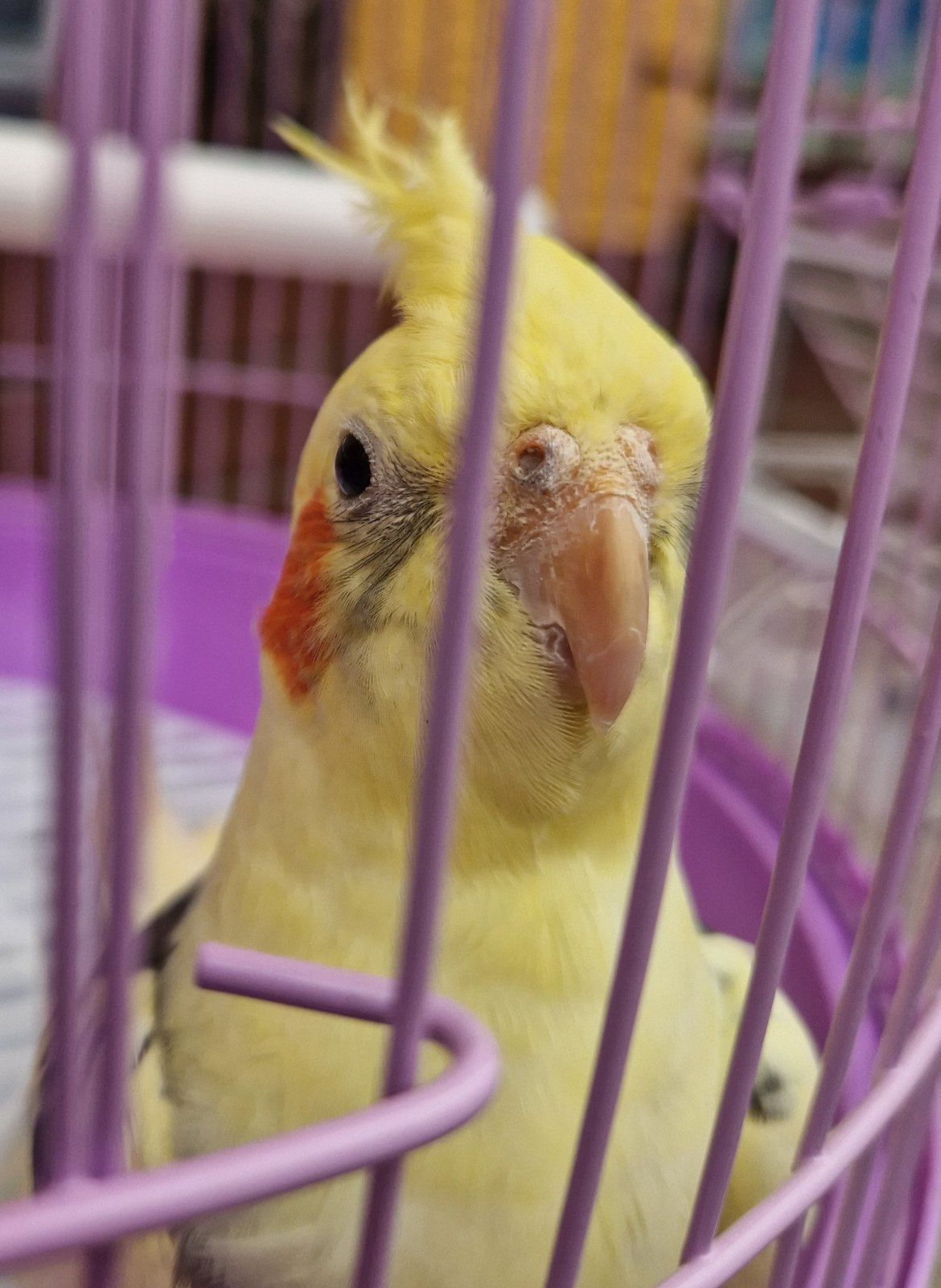 Птенцы под разговор