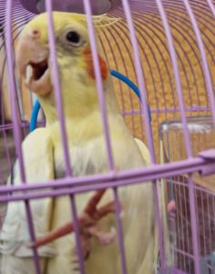 Птенцы под разговор