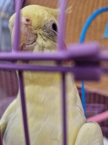 Птенцы под разговор