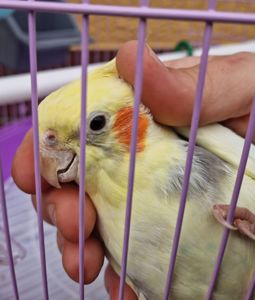 Птенцы под разговор