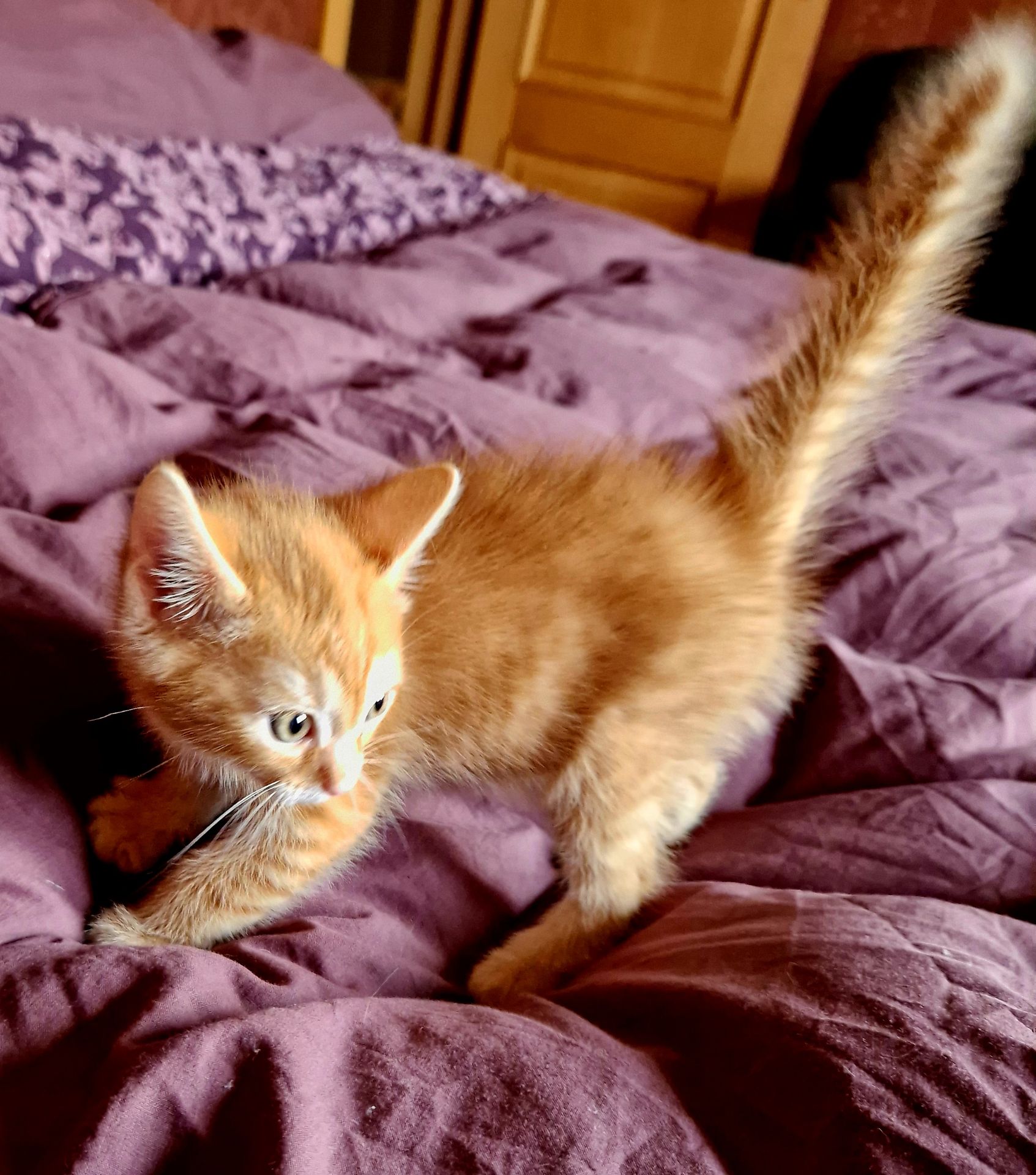 Балуване сяюче-золотаве кошеня.