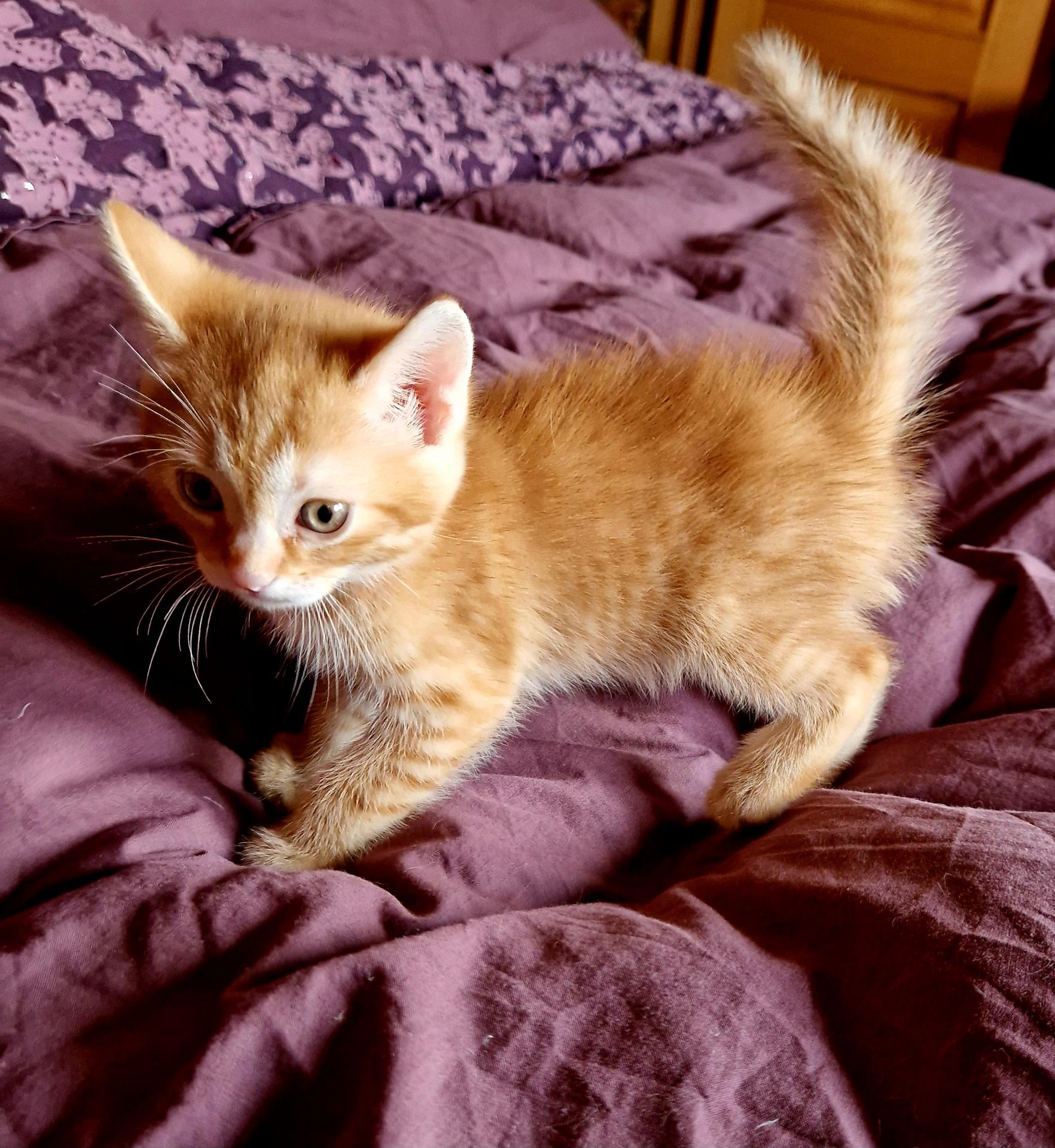 Балуване сяюче-золотаве кошеня.