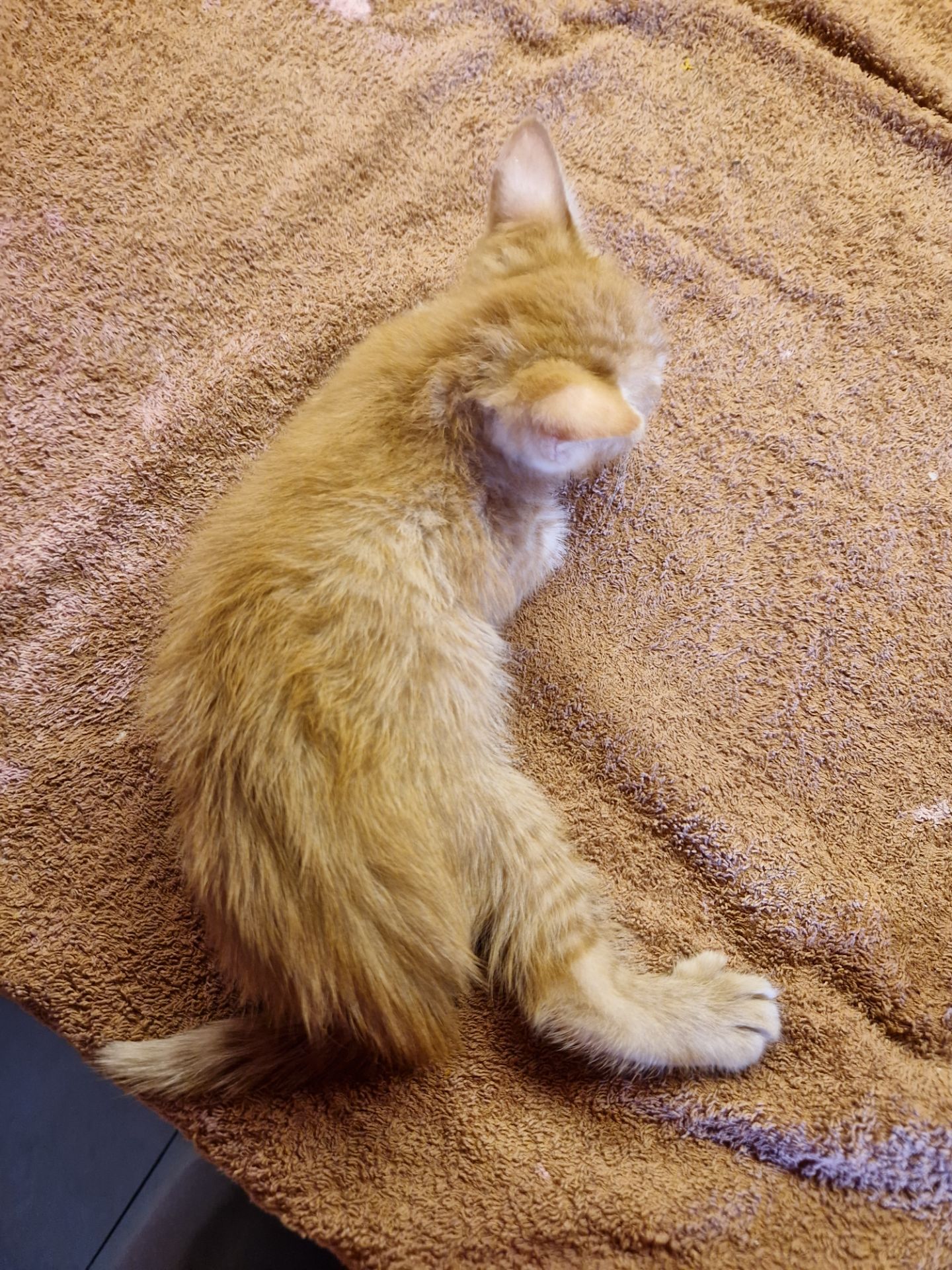 Балуване сяюче-золотаве кошеня.