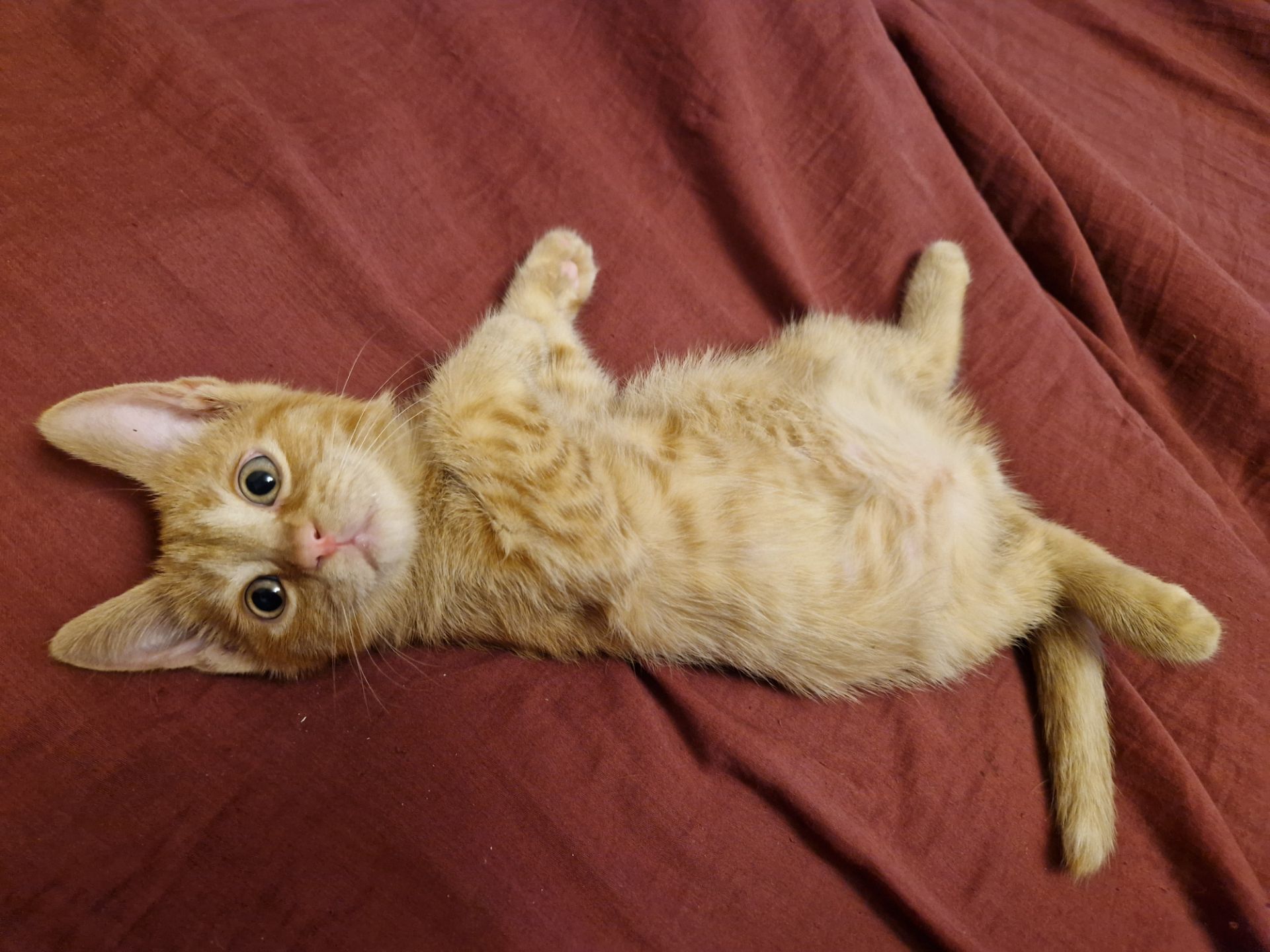 Балуване сяюче-золотаве кошеня.