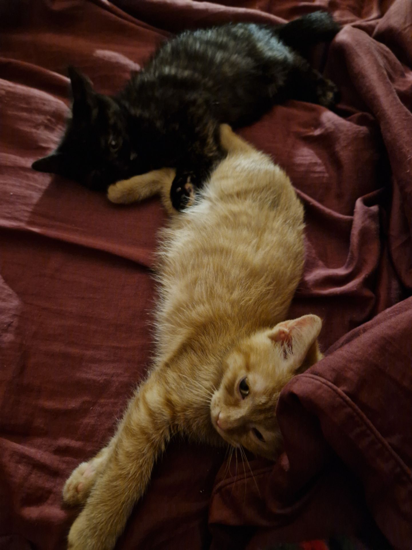 Балуване сяюче-золотаве кошеня.