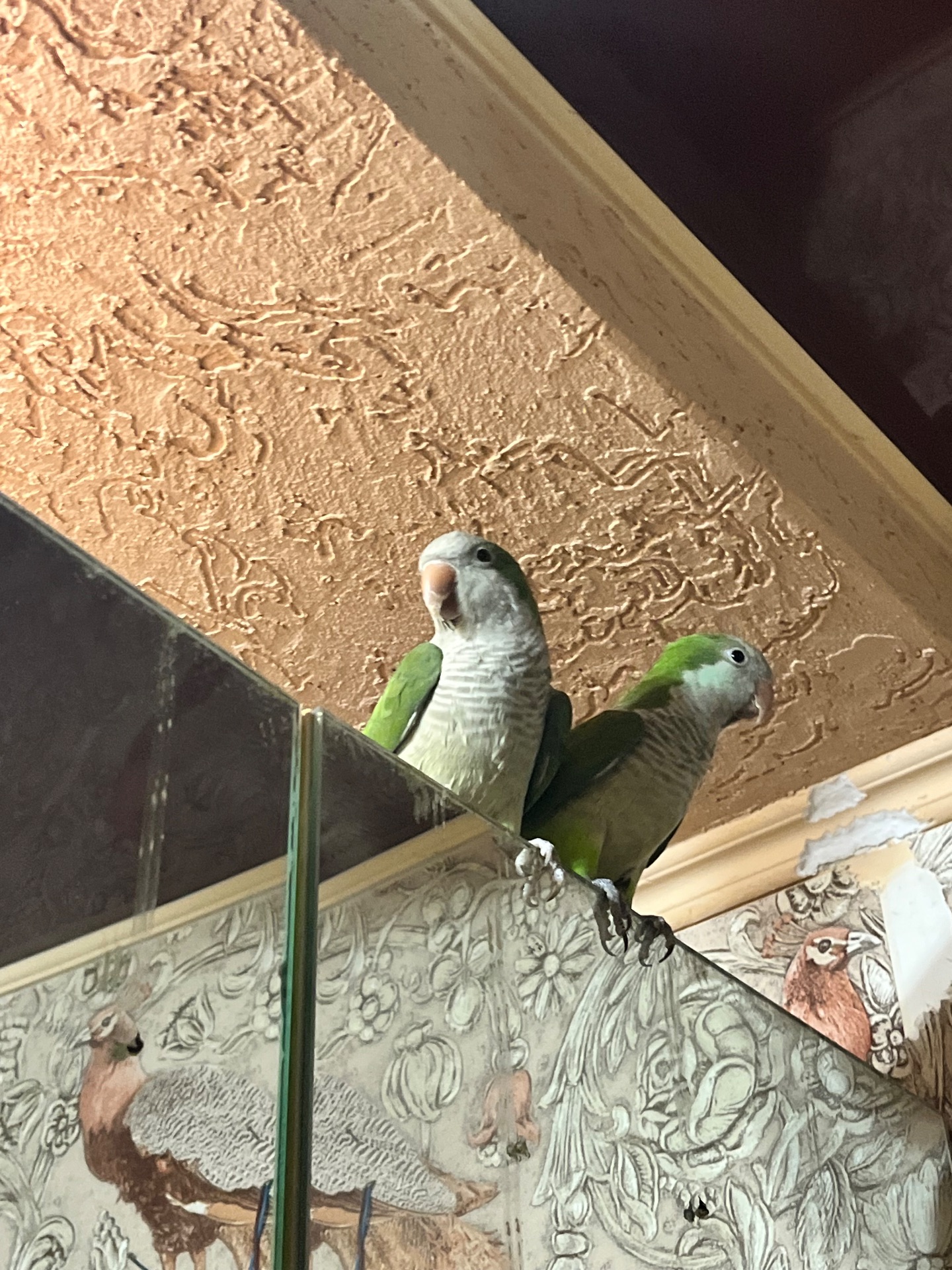 Калита-Монах (квакер)