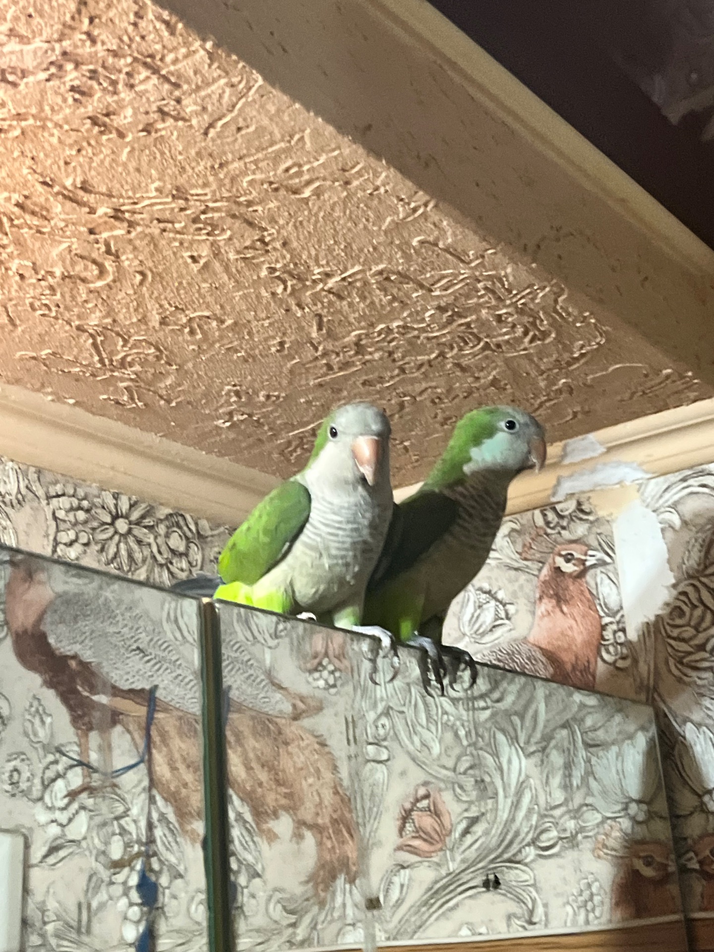 Калита-Монах (квакер)