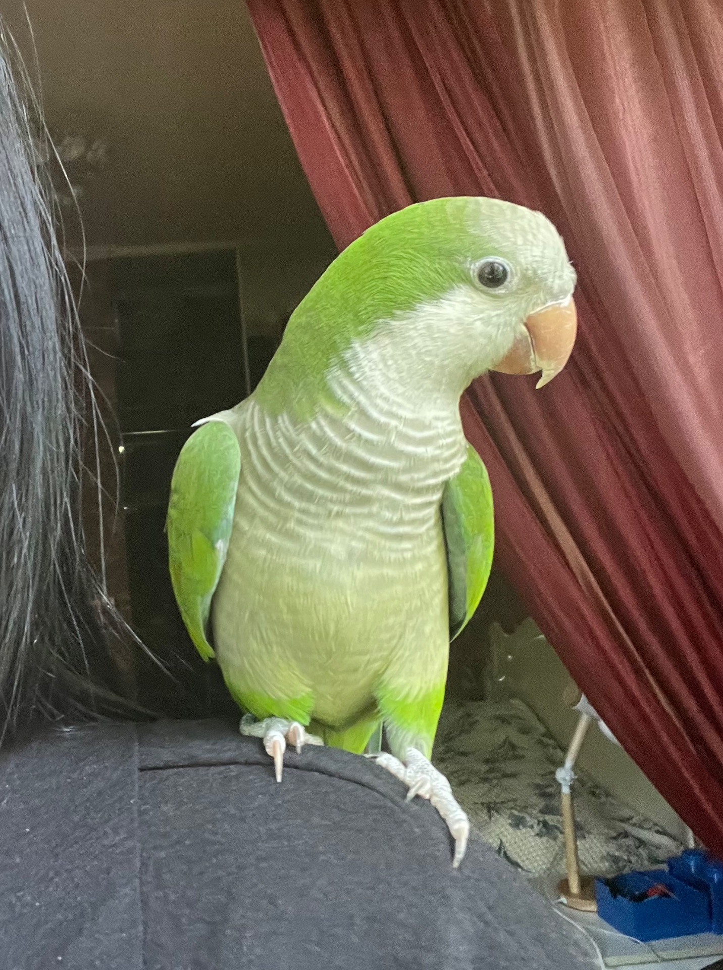 Калита-Монах (квакер)