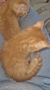 Балуване сяюче-золотаве кошеня.