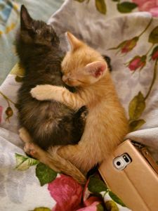 Балуване сяюче-золотаве кошеня.