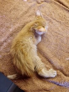 Балуване сяюче-золотаве кошеня.