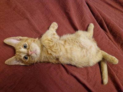 Балуване сяюче-золотаве кошеня.