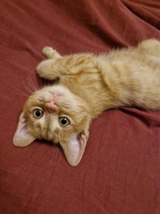 Балуване сяюче-золотаве кошеня.