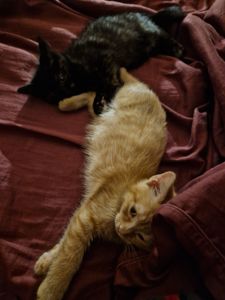 Балуване сяюче-золотаве кошеня.