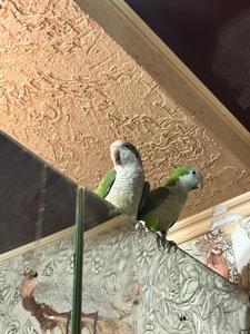 Калита-Монах (квакер)