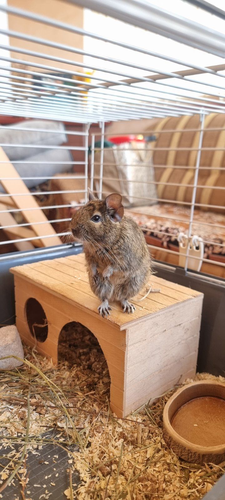 Білка Дегу + клітка, ванночка для купання