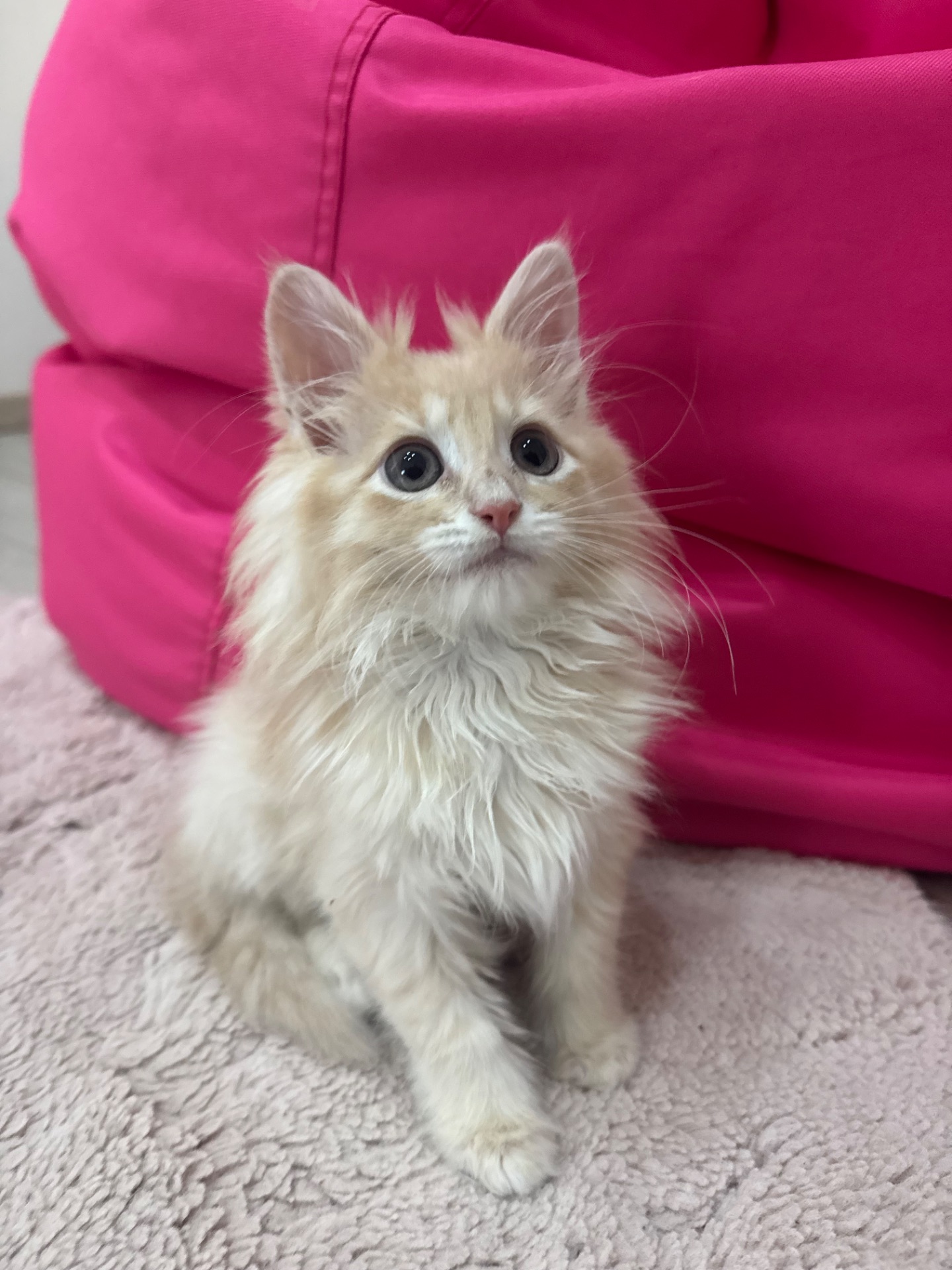 Маленький хлопчик породи Мейн-кун шукає люблячу родину