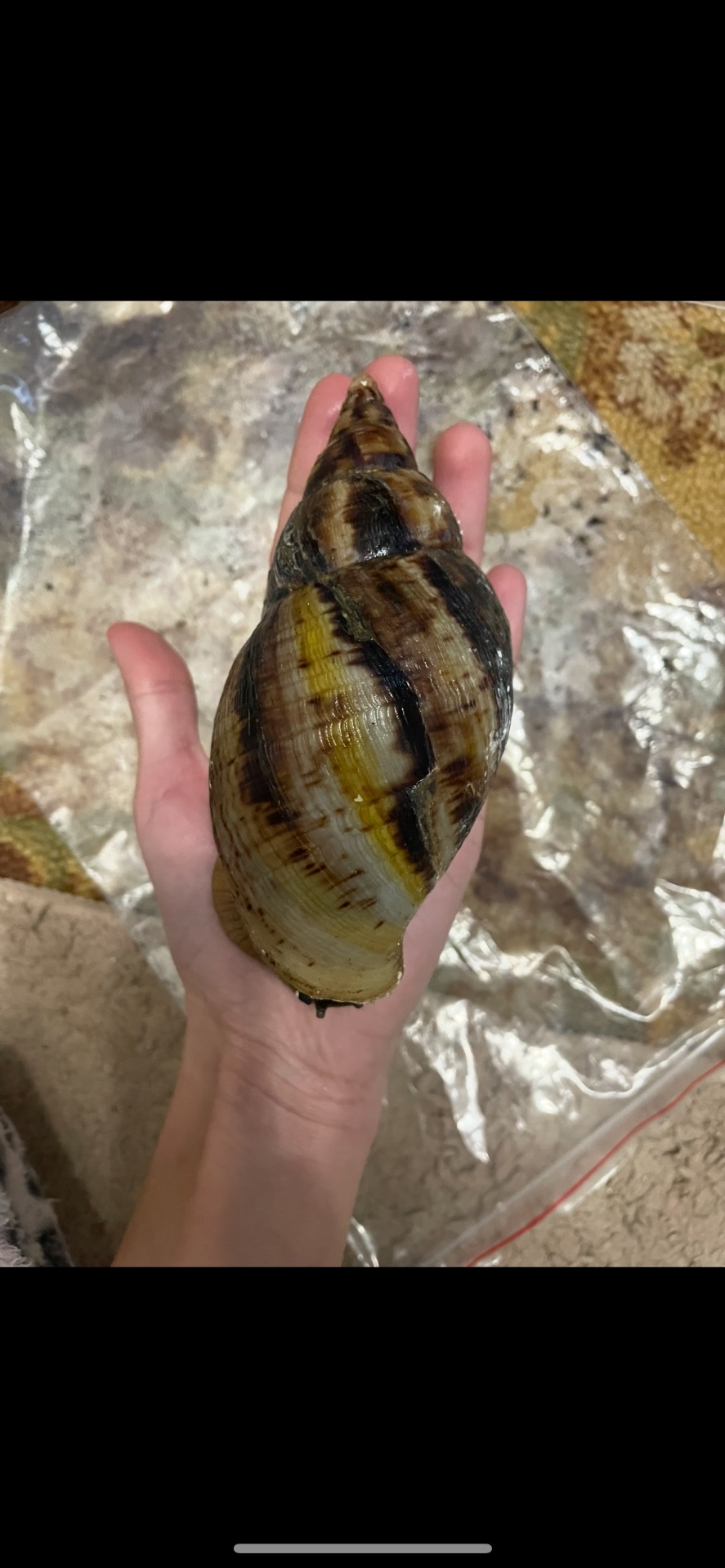 Чорноголові ахатини 15+ см