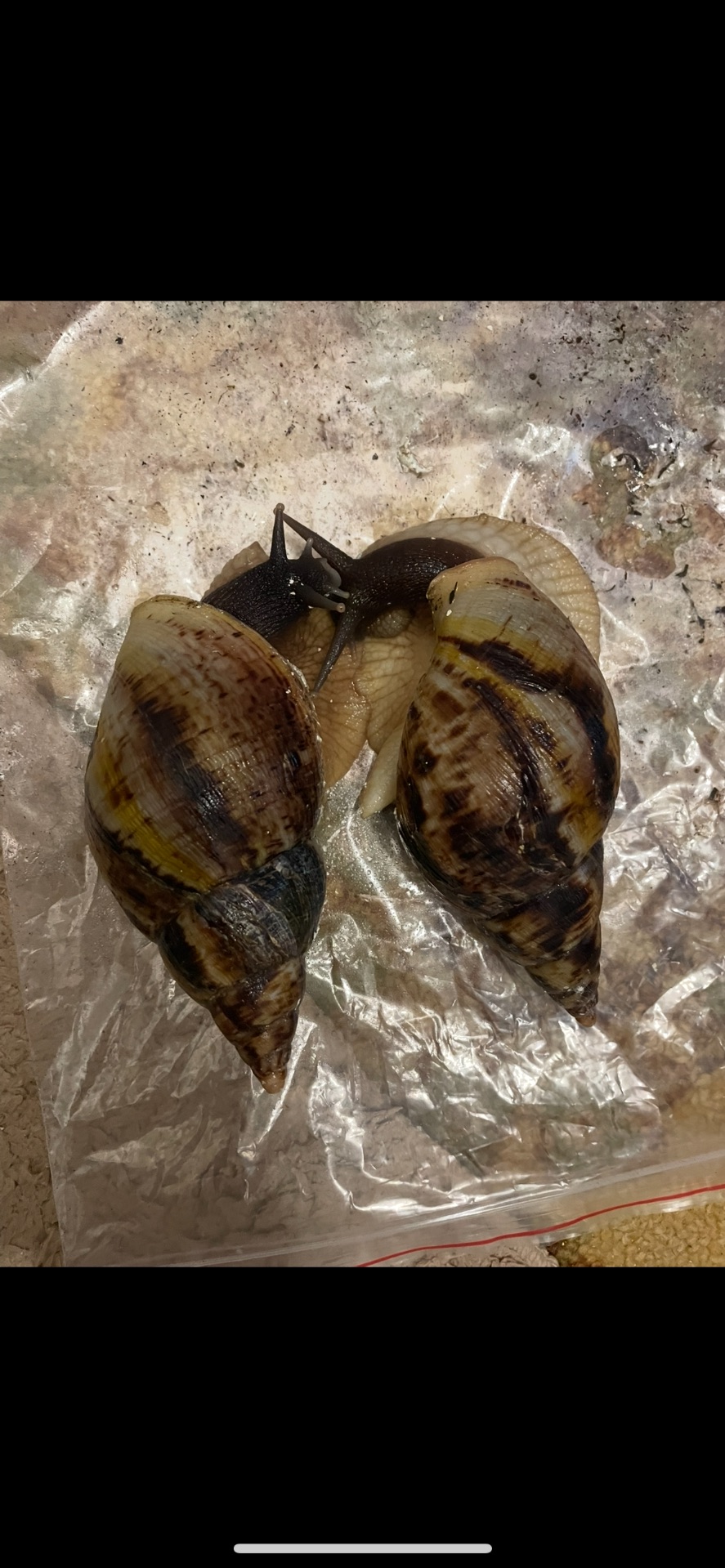 Чорноголові ахатини 15+ см