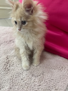 Маленький хлопчик породи Мейн-кун шукає люблячу родину