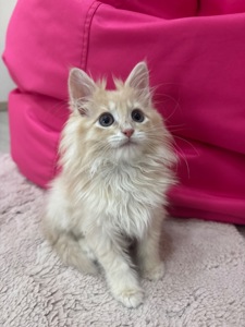 Маленький хлопчик породи Мейн-кун шукає люблячу родину