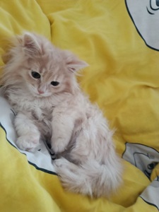 Маленький хлопчик породи Мейн-кун шукає люблячу родину