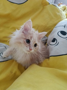 Маленький хлопчик породи Мейн-кун шукає люблячу родину