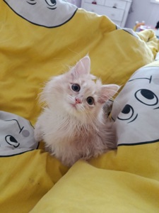 Маленький хлопчик породи Мейн-кун шукає люблячу родину